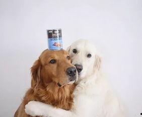 金毛和姐姐娱乐吃瓜酱,娱乐吃瓜酱的趣味日常 第3张 金毛和姐姐娱乐吃瓜酱,娱乐吃瓜酱的趣味日常 第3张